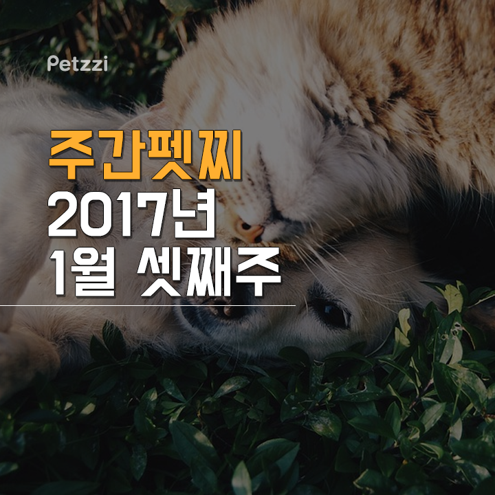 (주)펫찐 이미지
