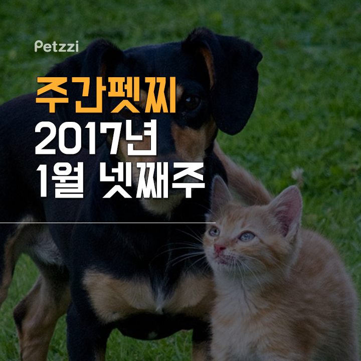 (주)펫찐 이미지