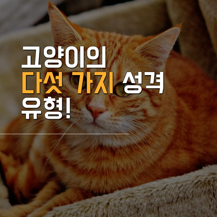 (주)펫찐 이미지