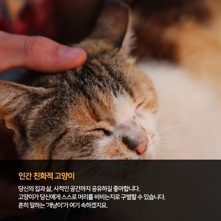 (주)펫찐 이미지