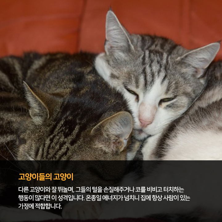 (주)펫찐 이미지
