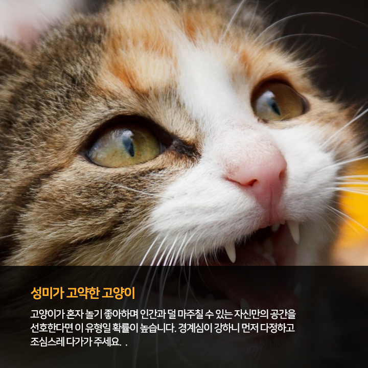 (주)펫찐 이미지