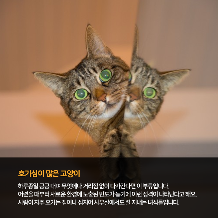 (주)펫찐 이미지