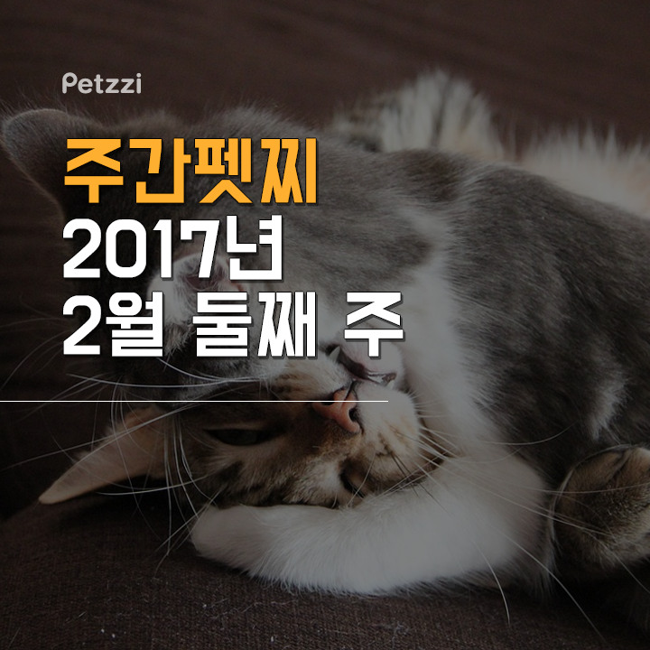 (주)펫찐 이미지