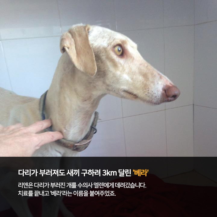 (주)펫찐 이미지