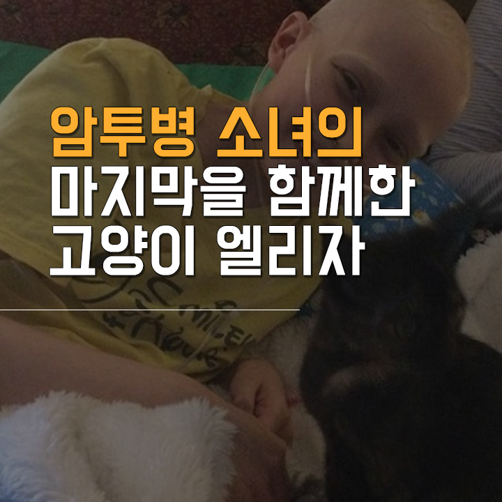 (주)펫찐 이미지