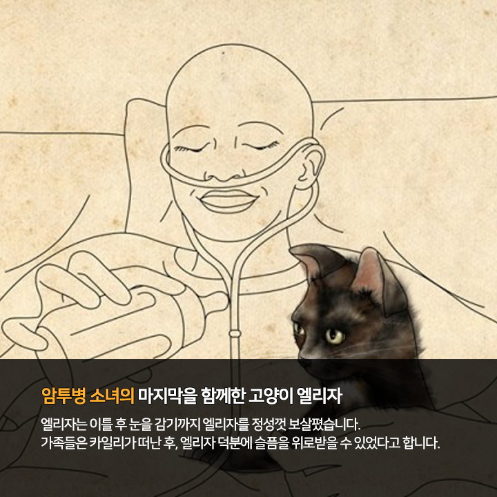 (주)펫찐 이미지
