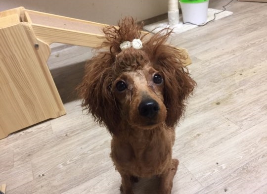 한올 이미지