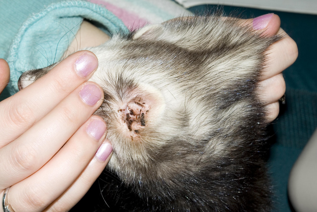 A Ferret Bite My Dog A Ferret Bite My Dog