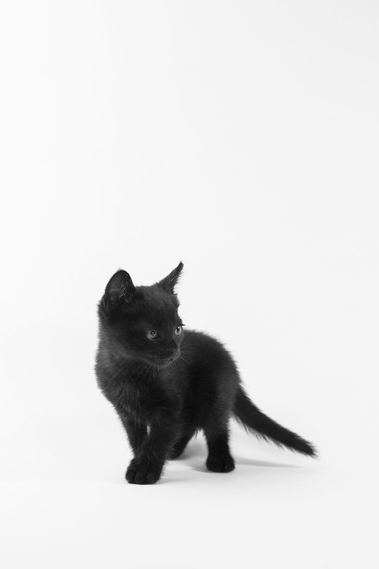 4baaf191ccbb0289b69843c8df927c3e_1515550